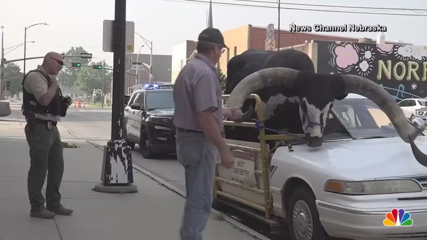 bull ford crown Victoria pulled over