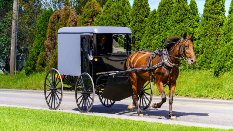 Amish family’s horse and buggy stolen from small-town Michigan Walmart