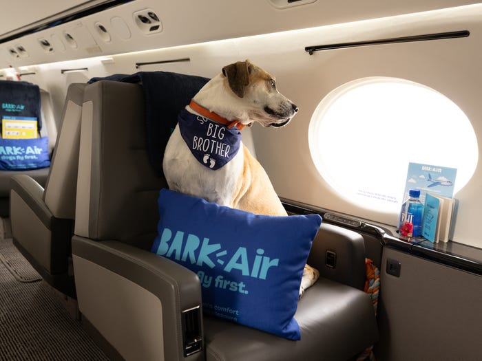 Bark Air First-Class Pet Travel Experience for Dogs