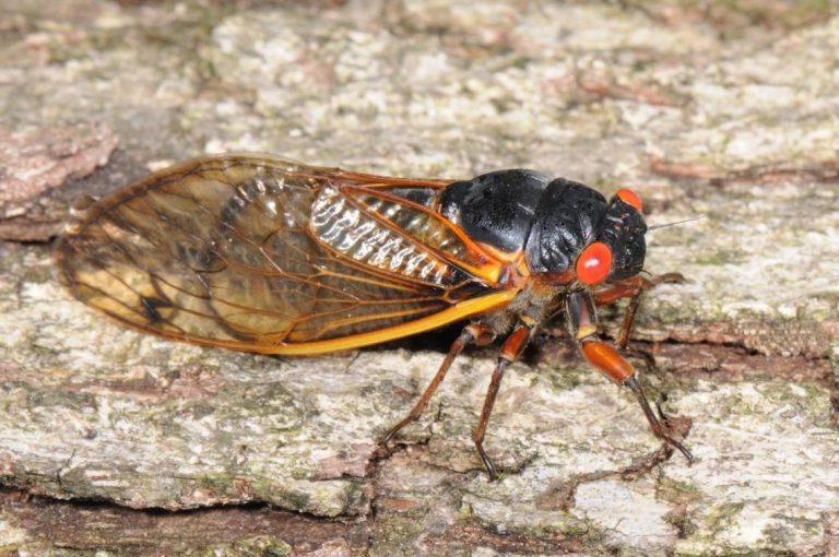 Cicadas Pose Threat to Cars: What You Can Do to Minimize Damage