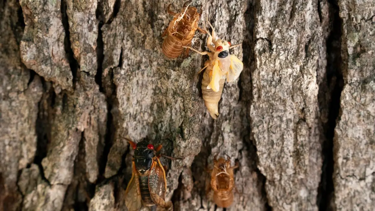 Cicadas Pose Threat to Cars: What You Can Do to Minimize Damage - DAX ...