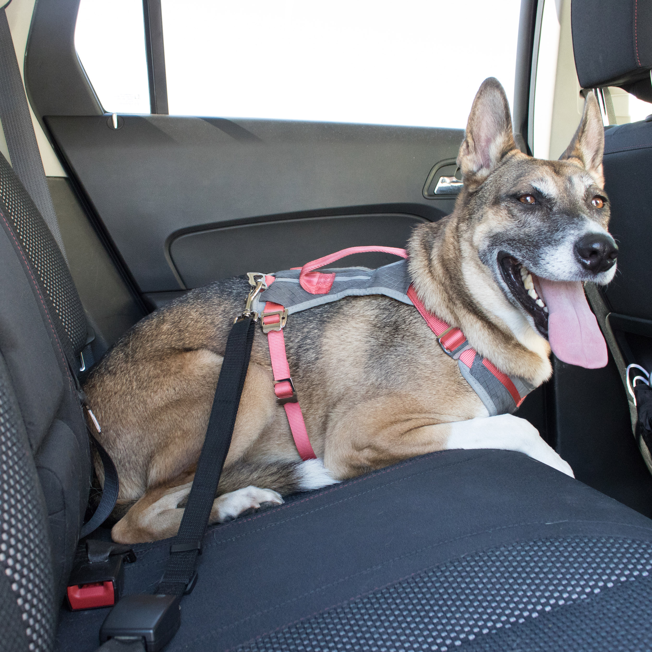 Pet Seat Belt