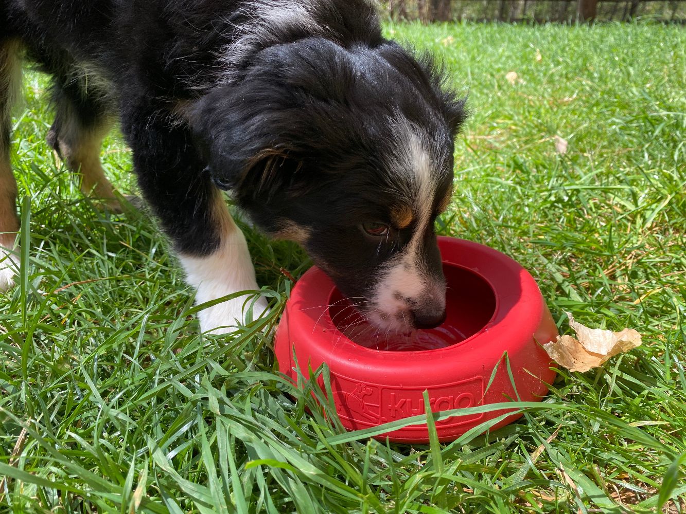 Portable Water Dispensers for Pets