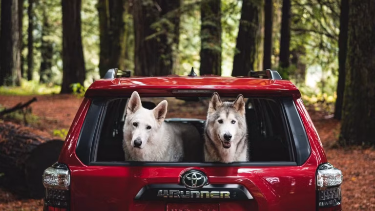 Pet Friendly Cars