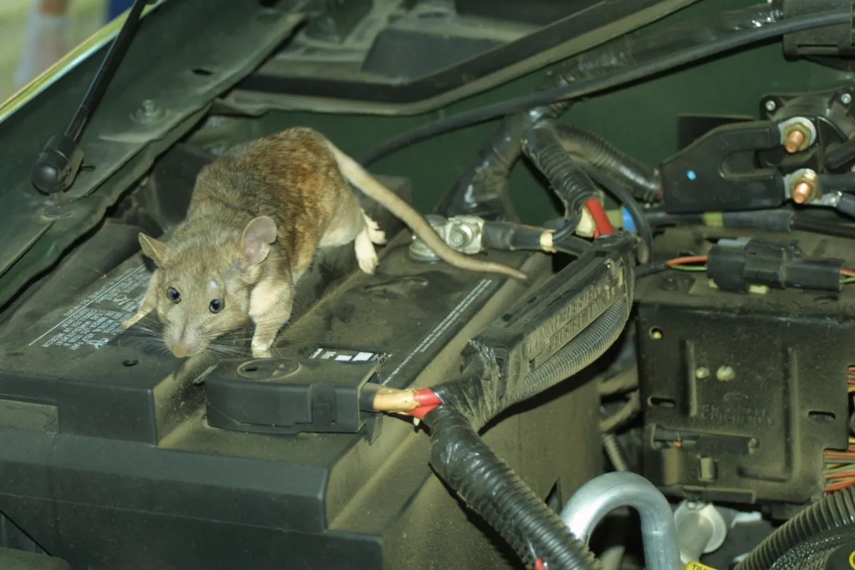 Rat in car engine