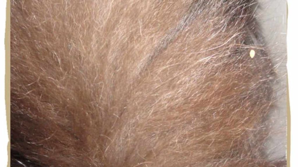 Human or Pet Hair