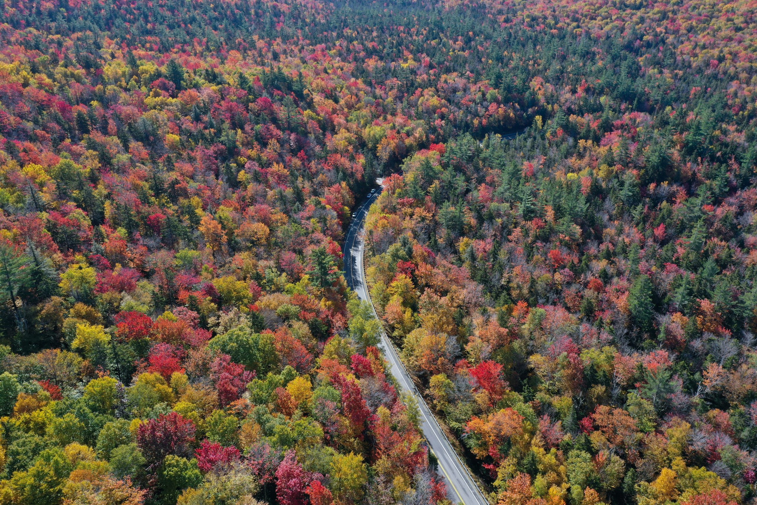 A road is seen between a thick forest