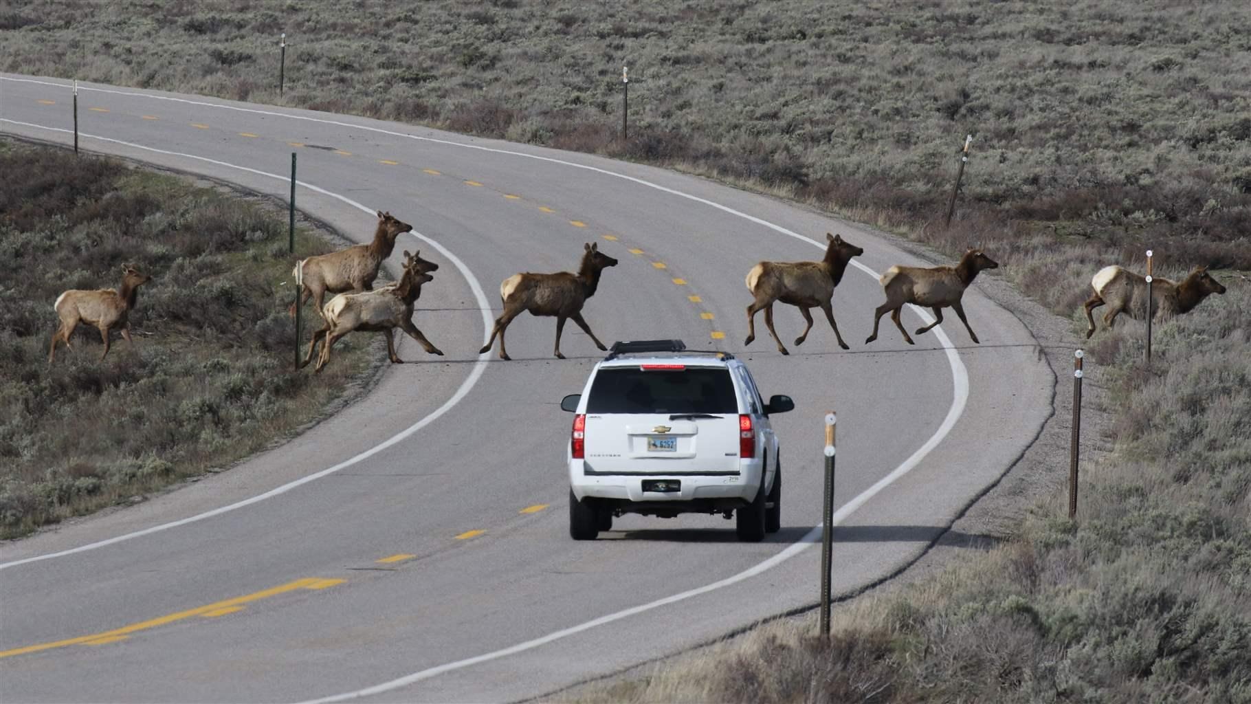 Wildlife Crossings