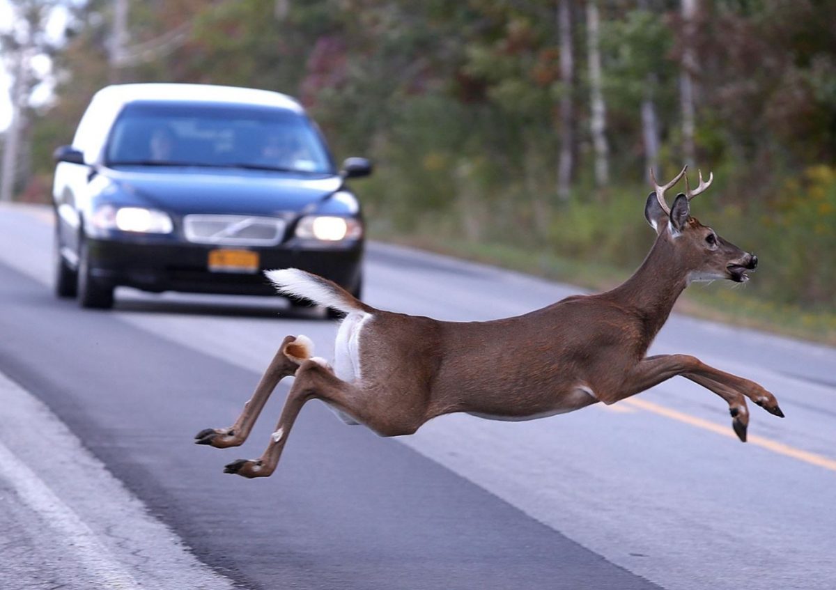 Deer crossing a roadway as a vehicle approaches through a wooded area