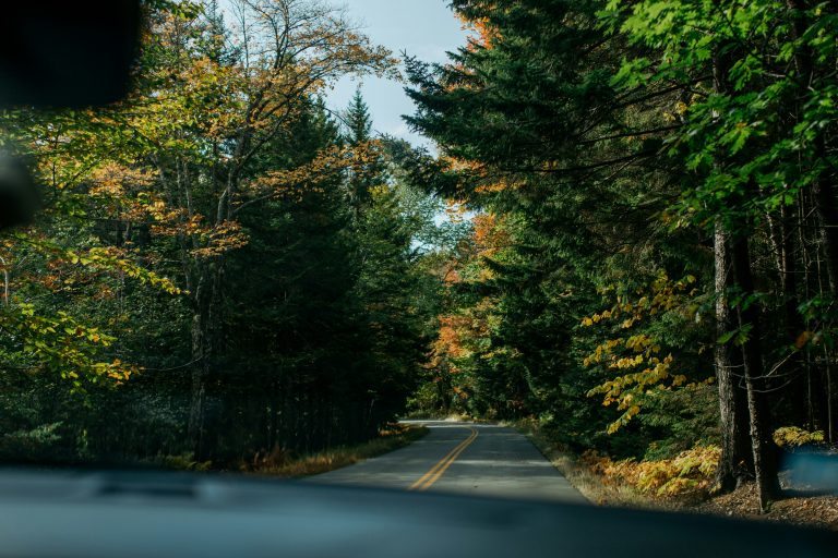 A road is surrounded by massive trees on a clear sunny day